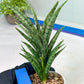 Sansevieria Hara Spaik (#AC49) | Rare Imported