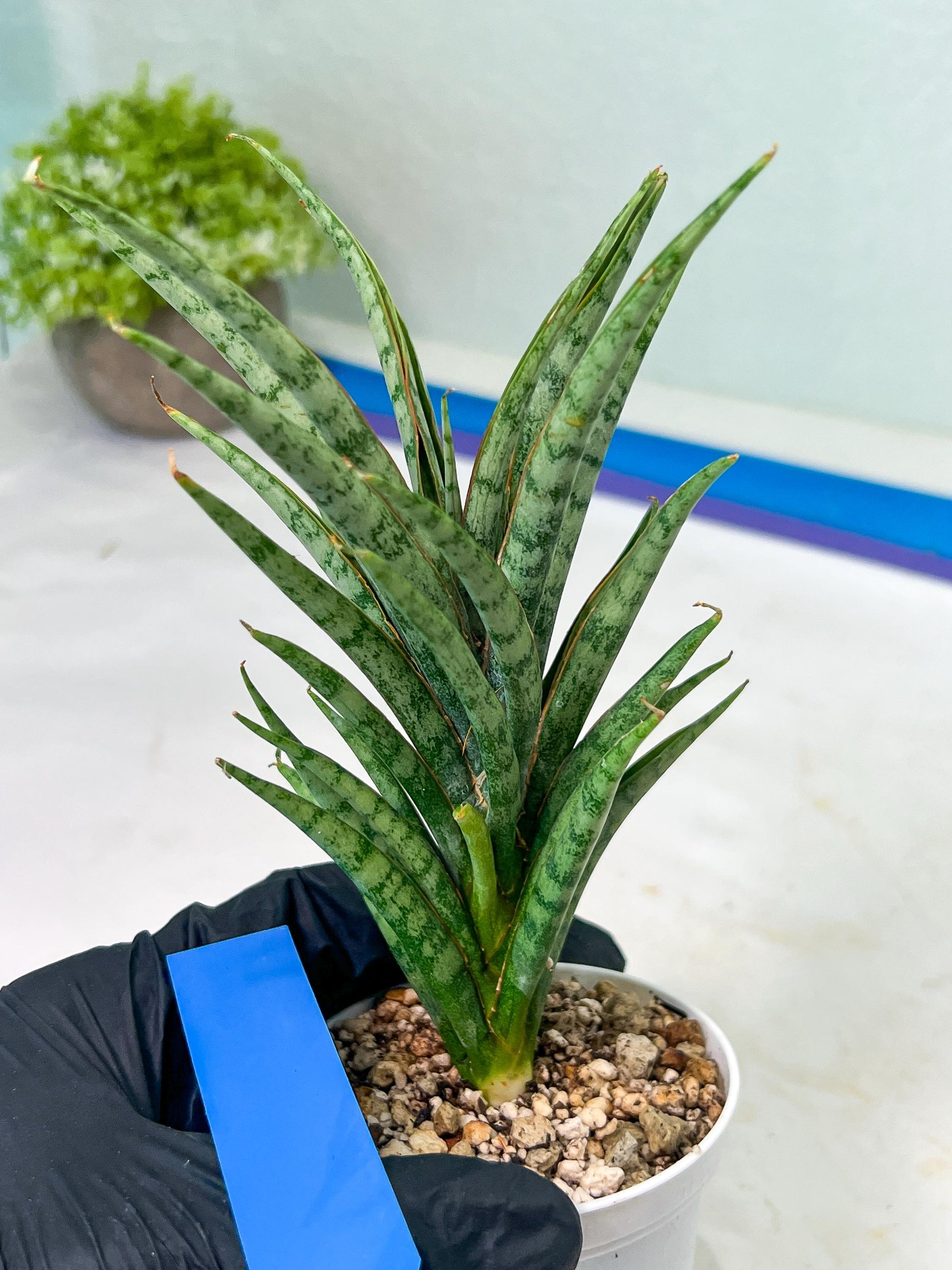 Sansevieria Hara Spaik (#AC49) | Rare Imported