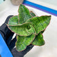 Sansevieria Angle Rose (#AC46) | Imported | Limited