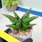 Sansevieria Penguin (#AC47) | Imported Hybrids