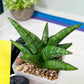Sansevieria Penguin (#AC47) | Imported Hybrids