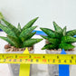 Sansevieria Penguin (#AC47) | Imported Hybrids