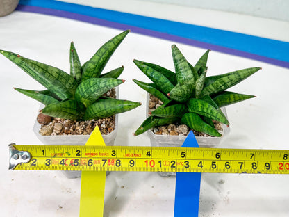 Sansevieria Penguin (#AC47) | Imported Hybrids