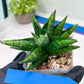Sansevieria Penguin (#AC47) | Imported Hybrids