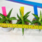 Sansevieria Lemon (#AC48) | New type of Imported Hybrids