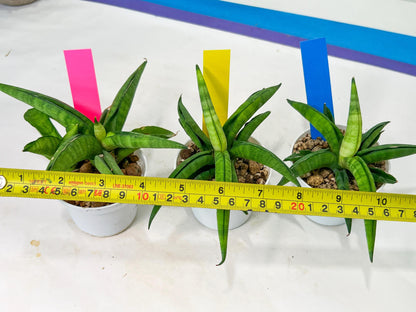 Sansevieria Lemon (#AC48) | New type of Imported Hybrids