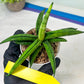 Sansevieria Lemon (#AC48) | New type of Imported Hybrids