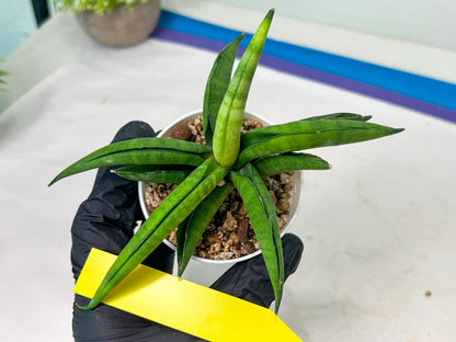 Sansevieria Lemon (#AC48) | New type of Imported Hybrids