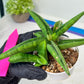Sansevieria Lemon (#AC48) | New type of Imported Hybrids
