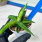 Sansevieria Lemon (#AC48) | New type of Imported Hybrids