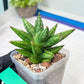 Sansevieria Ming Manee (#AC56) | Imported Snake Plant