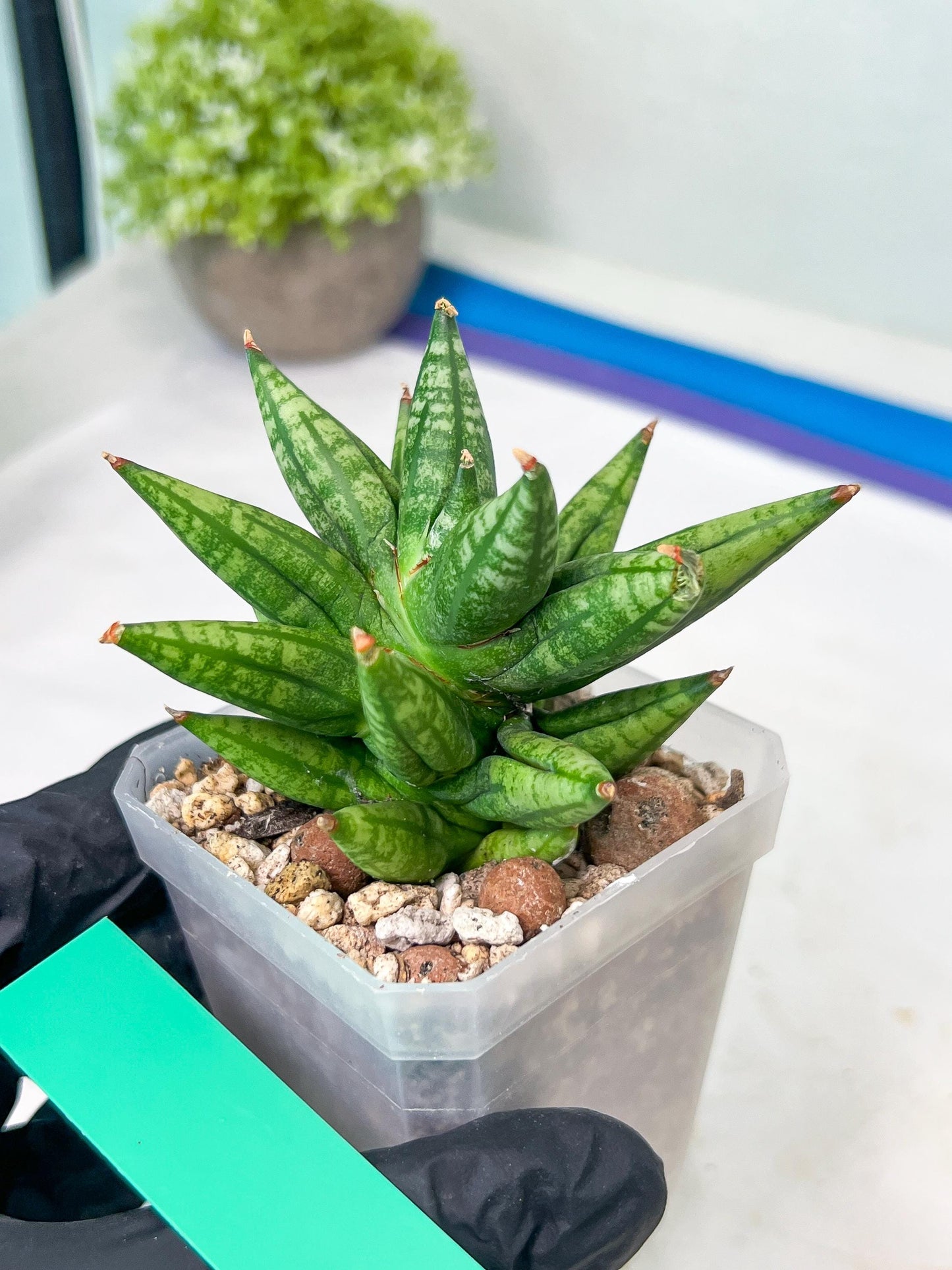 Sansevieria Ming Manee (#AC56) | Imported Snake Plant