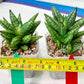 Sansevieria Ming Manee (#AC56) | Imported Snake Plant