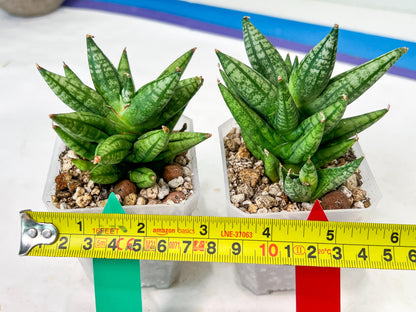 Sansevieria Ming Manee (#AC56) | Imported Snake Plant