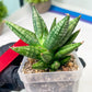 Sansevieria Ming Manee (#AC56) | Imported Snake Plant