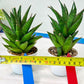 Sansevieria Asancaya (AC58) | Rare Imported House Plants