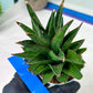 Sansevieria Asancaya (AC58) | Rare Imported House Plants