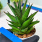 Sansevieria Asancaya (AC58) | Rare Imported House Plants