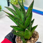 Sansevieria Asancaya (AC58) | Rare Imported House Plants