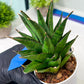 Sansevieria Asancaya (AC58) | Rare Imported House Plants