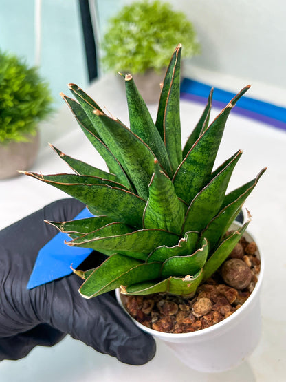 Sansevieria Asancaya (AC58) | Rare Imported House Plants