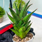 Sansevieria Asancaya (AC58) | Rare Imported House Plants