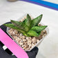 Sansevieria Goku (#A4) | Dwarf Hybrids