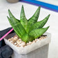Sansevieria Goku (#A4) | Dwarf Hybrids