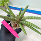 Sansevieria Red Cheek (#A1) | New type of Imported Hybrids