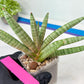 Sansevieria Red Cheek (#A1) | New type of Imported Hybrids