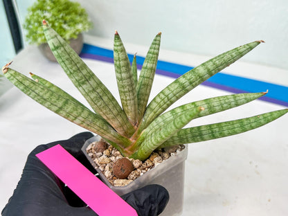 Sansevieria Red Cheek (#A1) | New type of Imported Hybrids