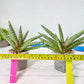 Sansevieria Red Cheek (#A1) | New type of Imported Hybrids