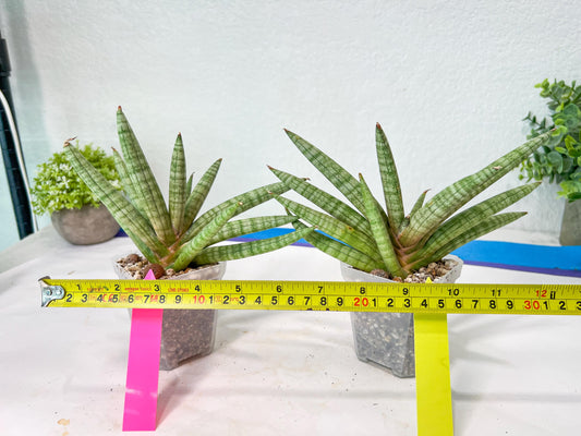Sansevieria Red Cheek (#A1) | New type of Imported Hybrids