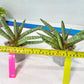 Sansevieria Red Cheek (#A1) | New type of Imported Hybrids
