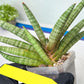 Sansevieria Red Cheek (#A1) | New type of Imported Hybrids