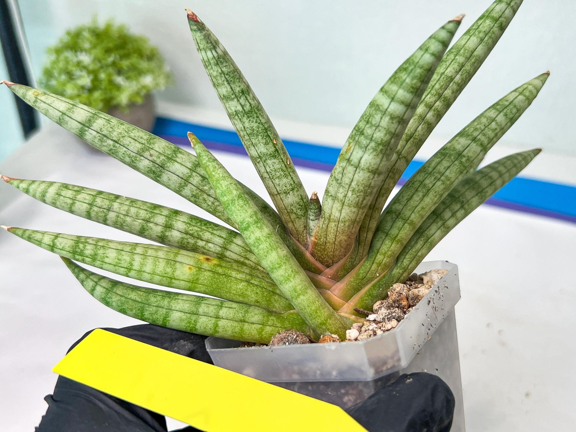Sansevieria Red Cheek (#A1) | New type of Imported Hybrids