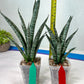 Sansevieria Zeebra Fireworks (#AC30) | Imported Hybrid