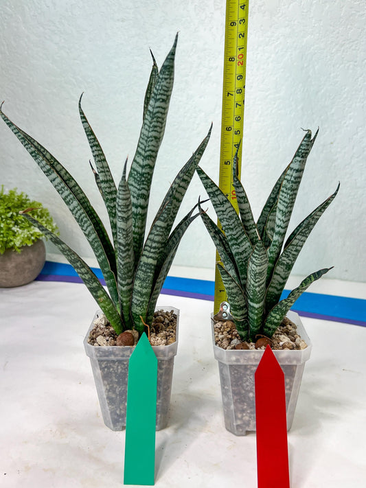 Sansevieria Zeebra Fireworks (#AC30) | Imported Hybrid