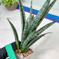 Sansevieria Zeebra Fireworks (#AC30) | Imported Hybrid