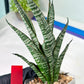 Sansevieria Zeebra Fireworks (#AC30) | Imported Hybrid