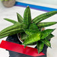 Sansevieria Melon (#AC5) | Rare Imported Snake plant
