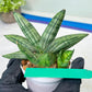 Sansevieria Melon (#AC5) | Rare Imported Snake plant