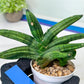 Sansevieria Melon (#AC5) | Rare Imported Snake plant