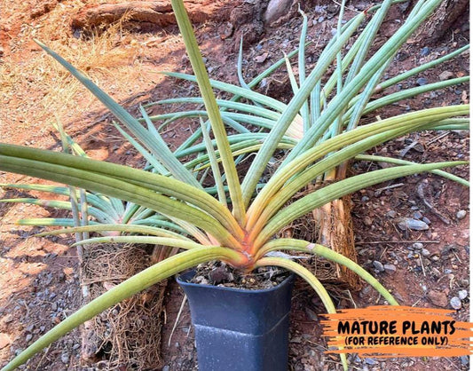 Sanseviera Flamingo (#B1) | Imported Hybrids