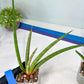 Sanseviera Flamingo (#B1) | Imported Hybrids