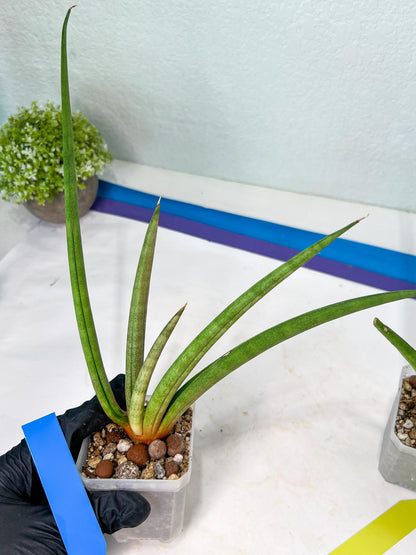 Sansevieria Flamingo (#B1) | Imported Hybrids