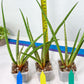 Sanseviera Flamingo (#B1) | Imported Hybrids