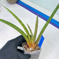 Sanseviera Flamingo (#B1) | Imported Hybrids