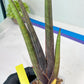 Sansevieria Pink Cell (B1) | Color changes seasonally