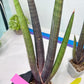 Sansevieria Pink Cell (B1) | Color changes seasonally